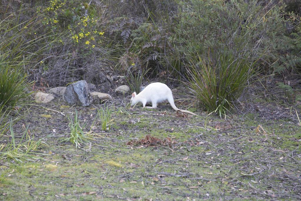 Holiday home Cloudy Bay South Bruny